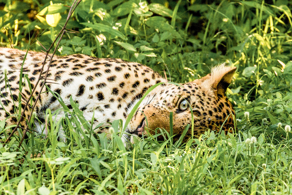 Africa Leopard wildlife photograph.